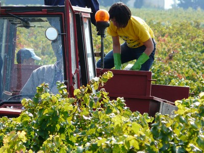 vendanges