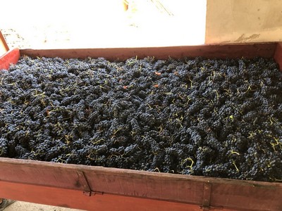 vendanges_1